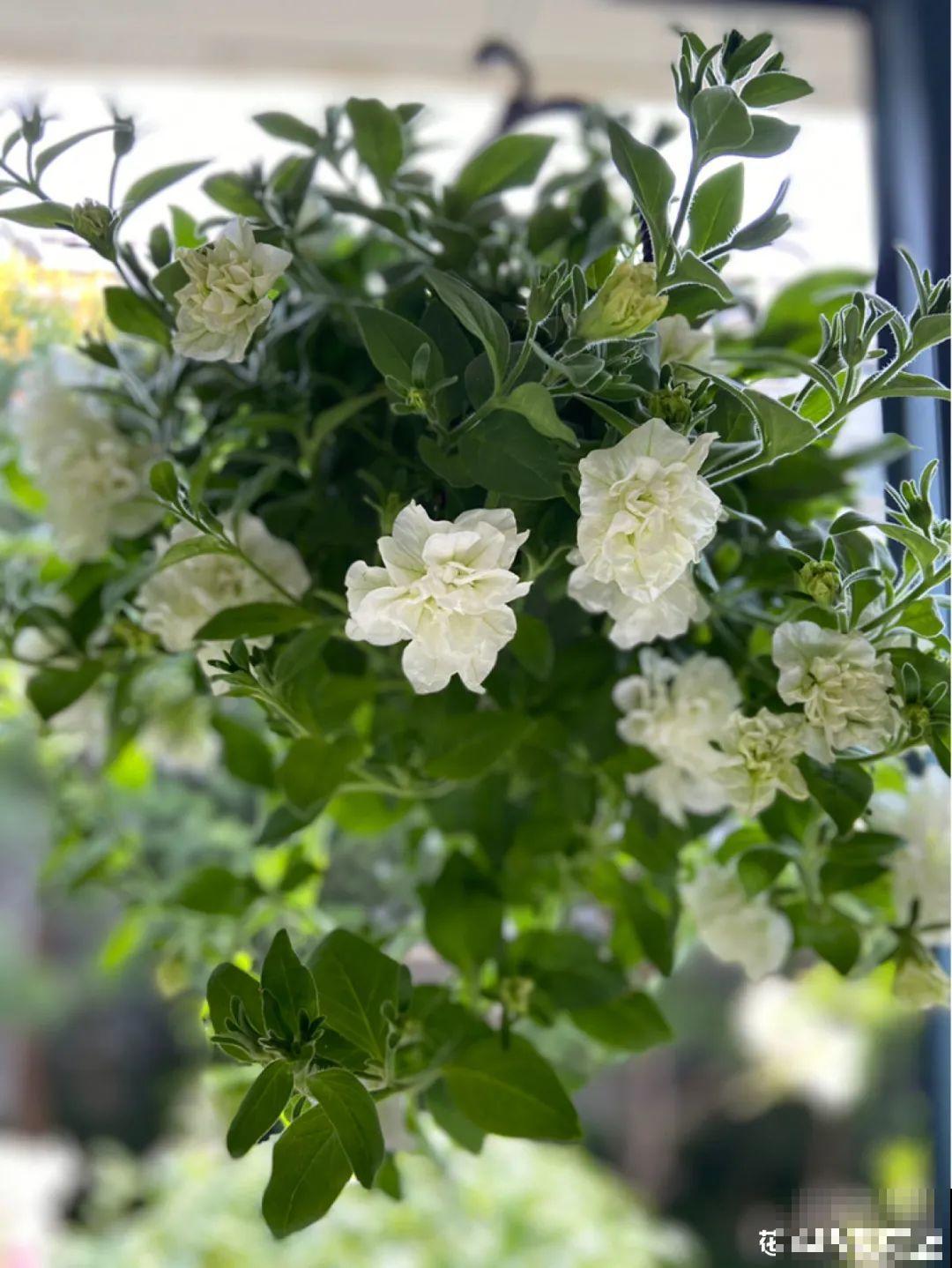 大岩桐特耐阴，每天一两个小时光照，一年开花上百天