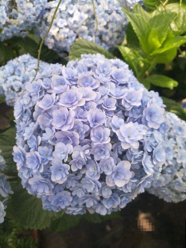 绣球叶子焦边，赶紧浇水，这是缺水信号！