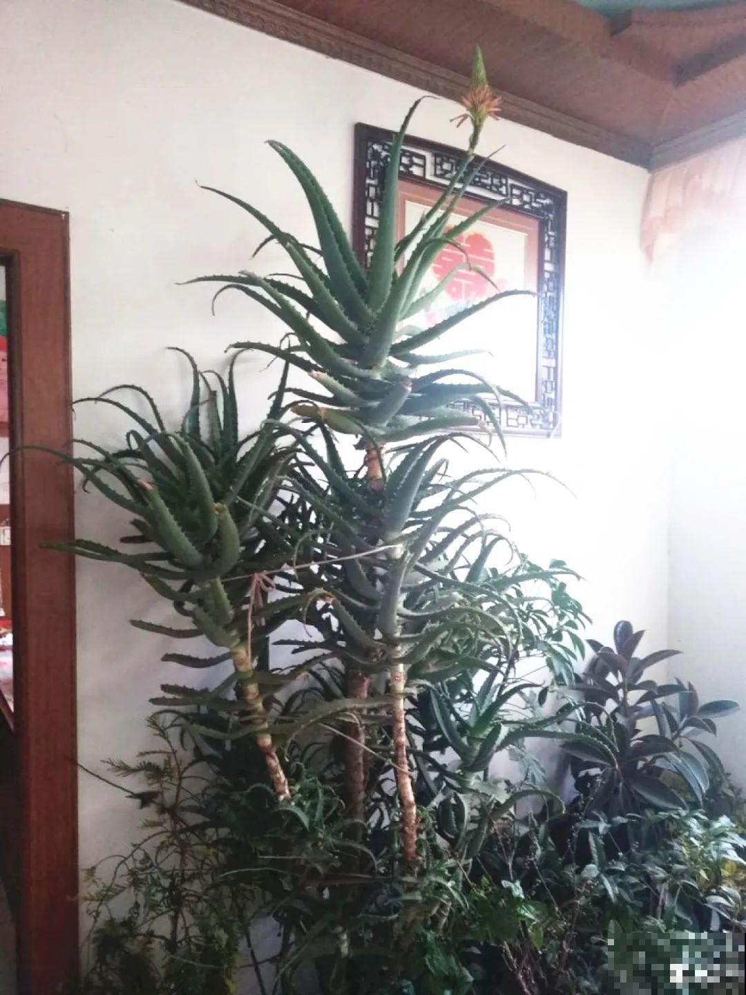 家里养盆镇宅花，越长越霸气，安全感十足