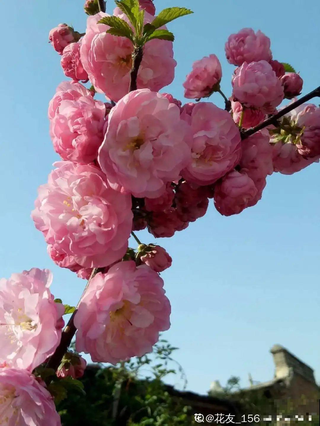 清明赏花，带上这份花卉图谱，变身行走的识花机器