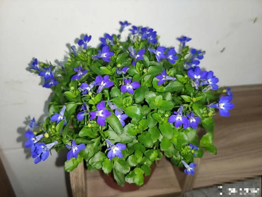 小花盆里养花,选对品种很重要,也能开花爆盆 小花盆里养花,选对品种很重要,也能开花爆盆