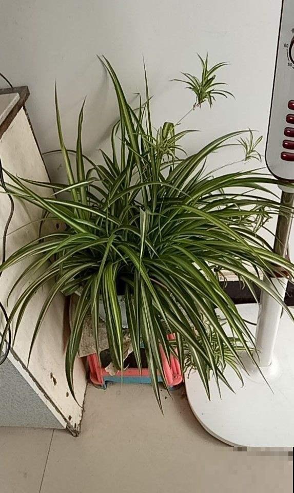 厕所养盆“杀菌花”,净化空气效果好,空气还清新 厕所养盆“杀菌花”,净化空气效果好,空气还清新