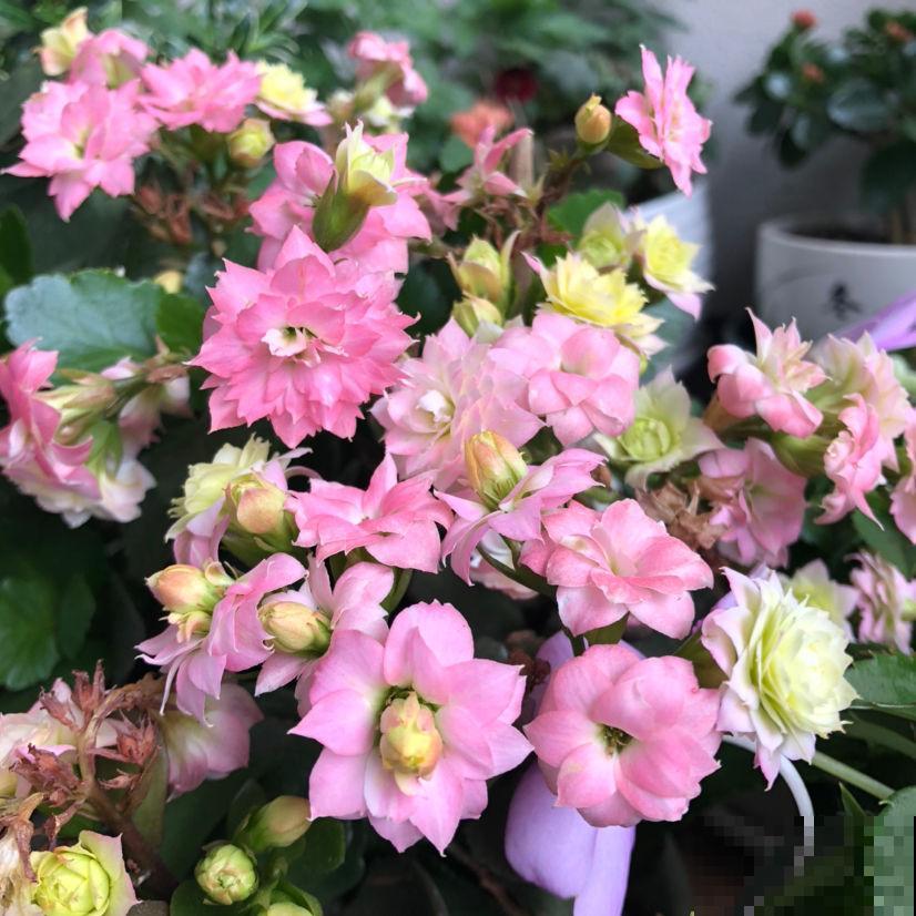 现在逛花市,这3种花先别买,买回家就休眠,还难度夏 现在逛花市,这3种花先别买,买回家就休眠,还难度夏