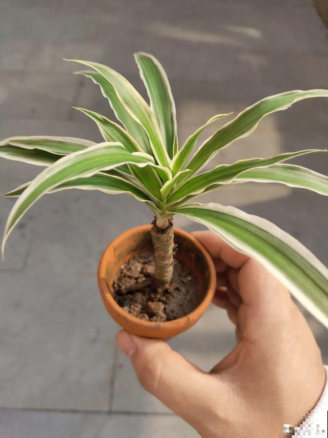 5年的马齿苋，长成“一棵小树”，真头一回见