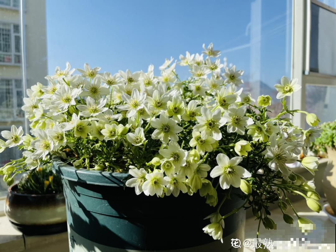 阳台虽小，种点花草，也能变成小花园