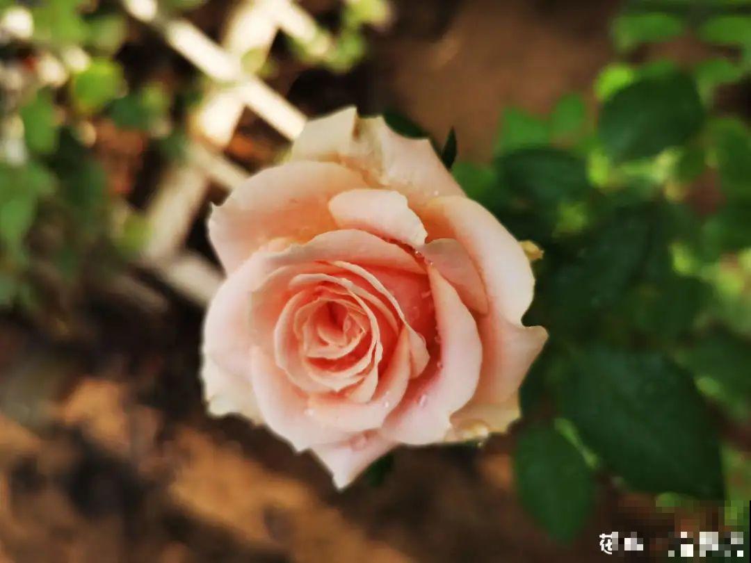 5种花不能淋雨，容易生病斑，搬屋里最保险