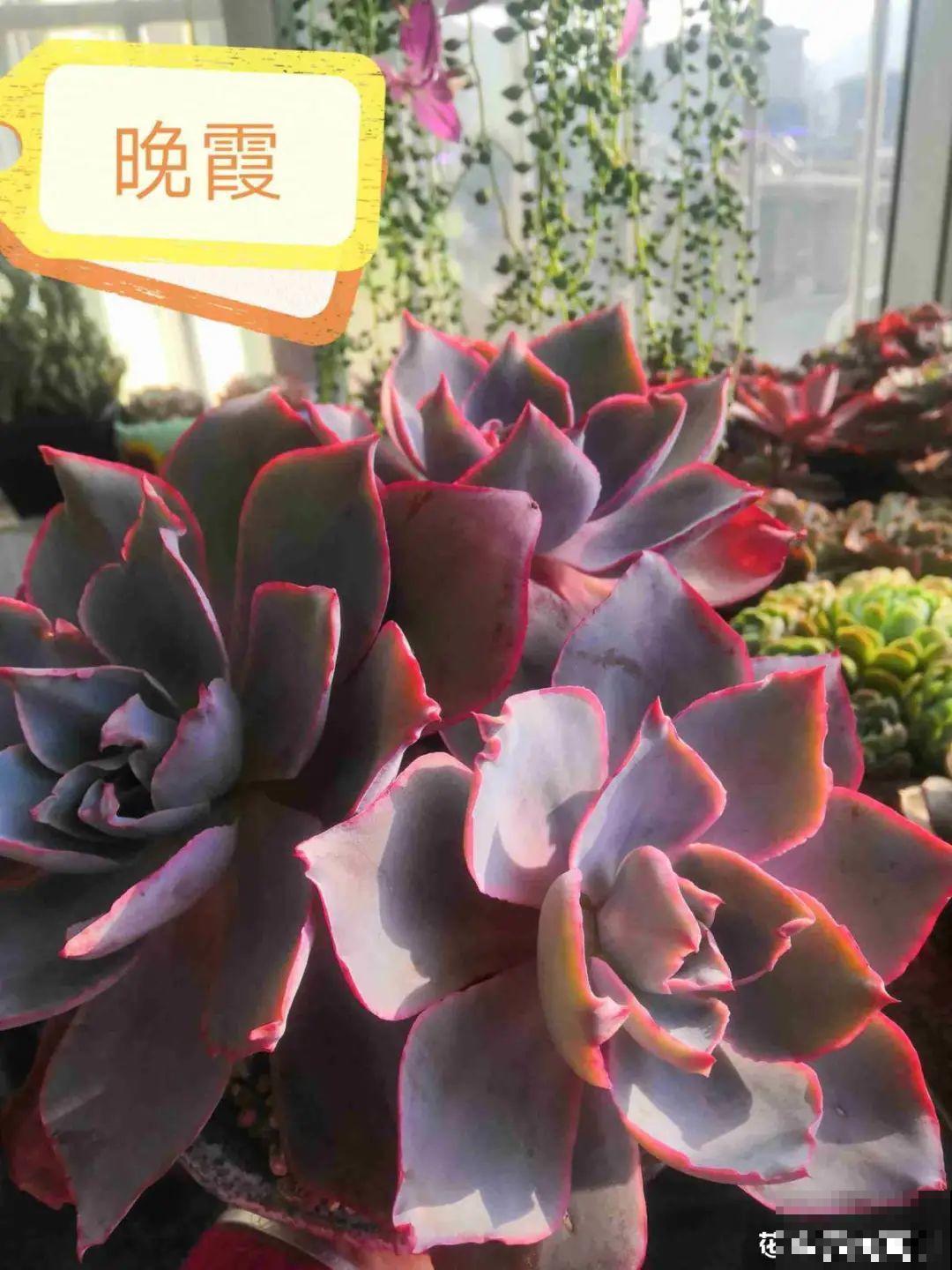 春天的多肉，长成一把大大扇子，看着就是爽