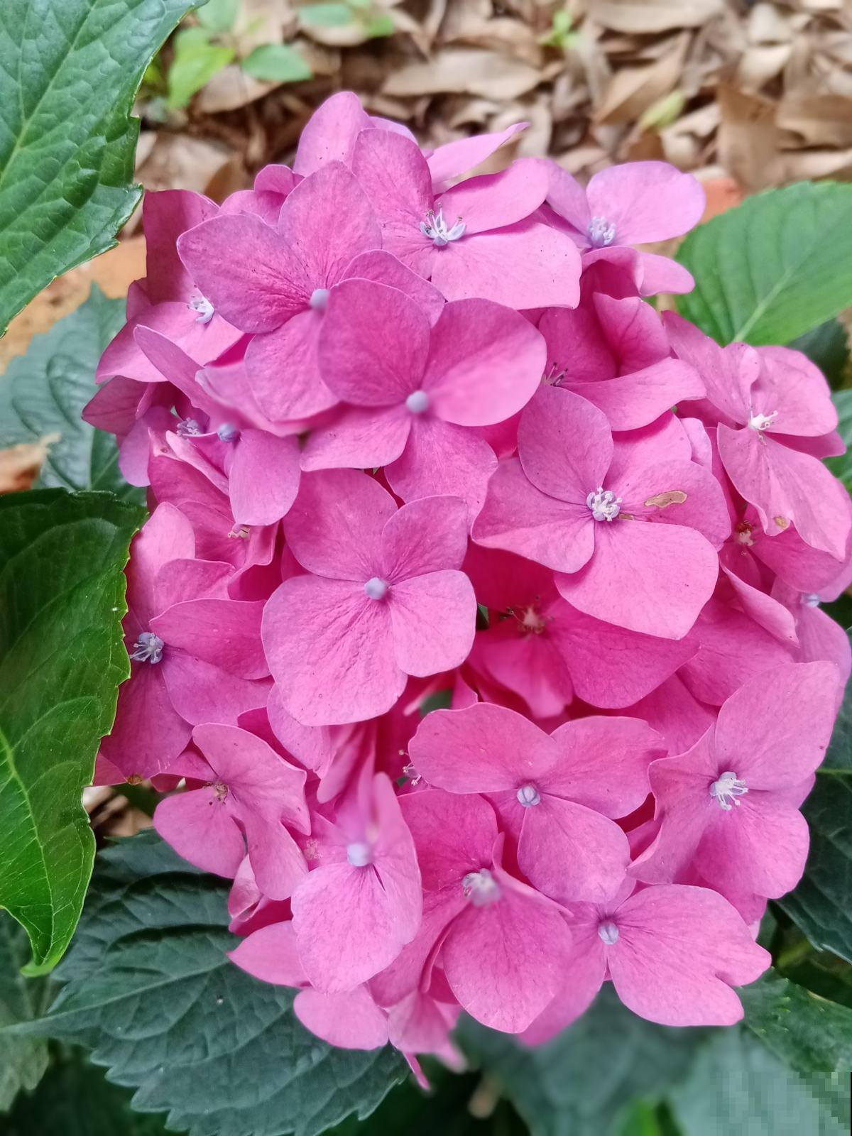 绣球最受欢迎的品种，春天种一棵，耐阴开花多