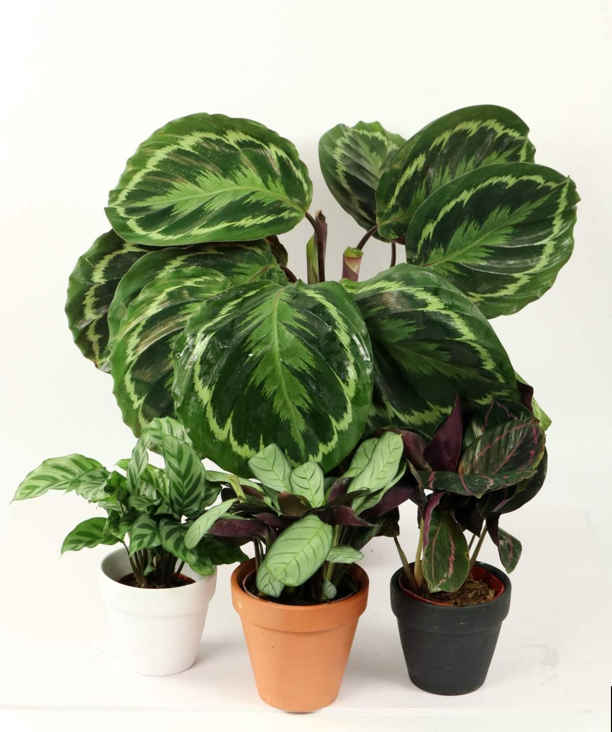 在家养耐阴花，注意“3个好处和3个骗局”，耐阴花才能长得壮