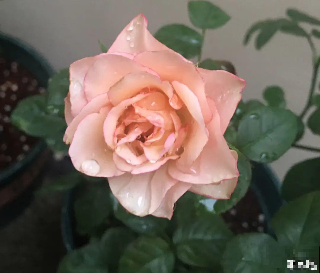 50种月季，各有各的美，哪一种是你的“菜”？