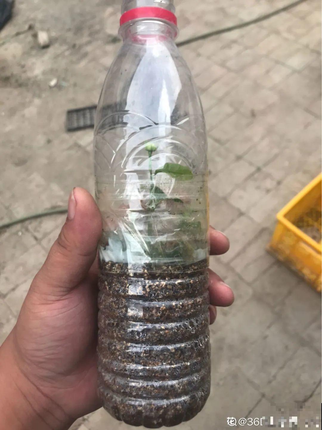 11种常见花，现在扦插，成活率特高