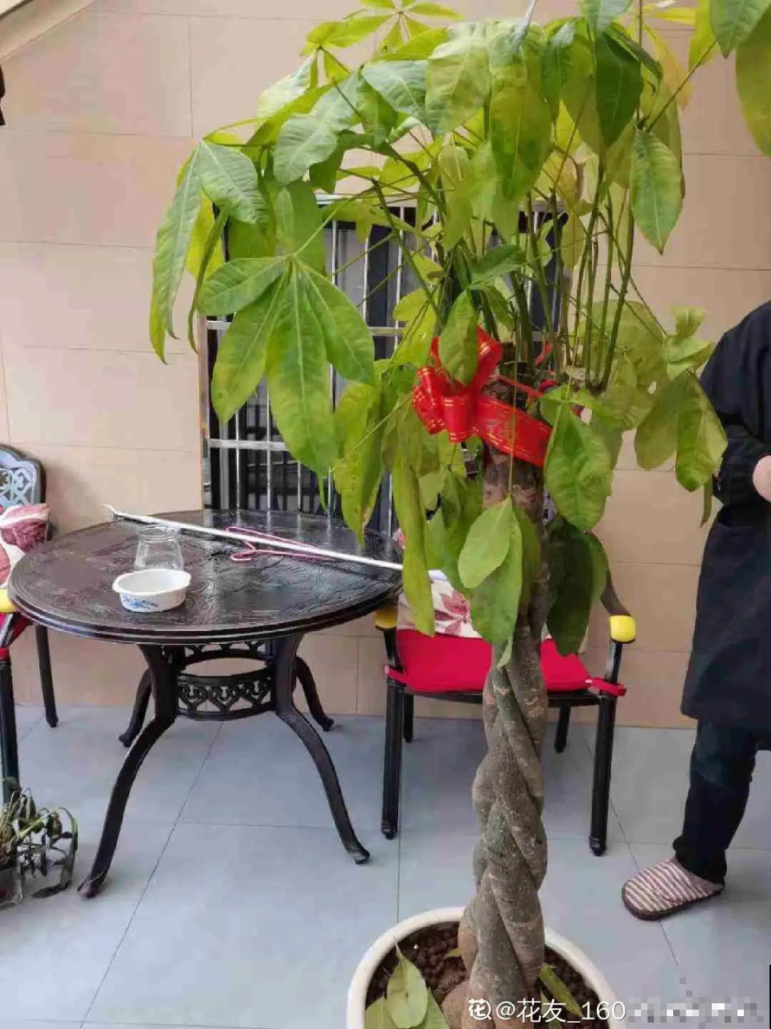 3月份养花,别急着搬出屋外,花容易死翘翘 3月份养花,别急着搬出屋外,花容易死翘翘