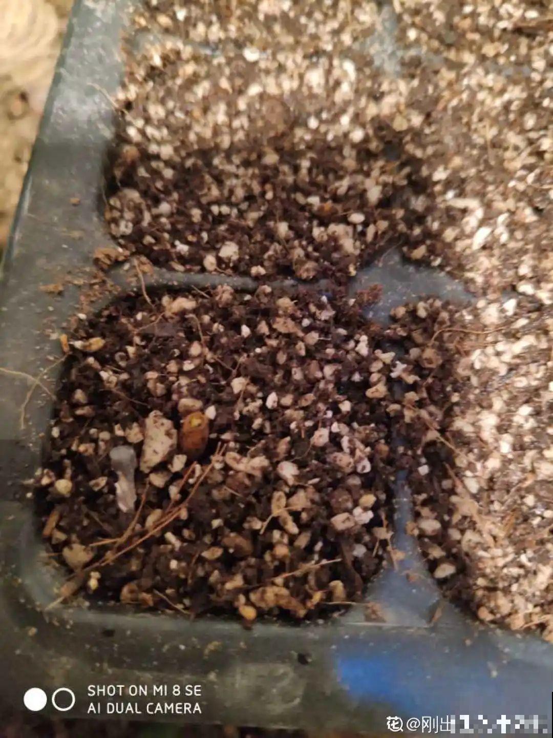 12种花真是太能生，叶子沾土就生根，实在太好活