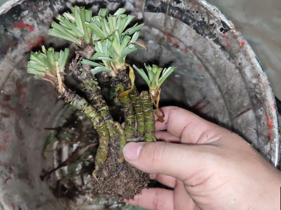 5年的马齿苋，长成“一棵小树”，真头一回见