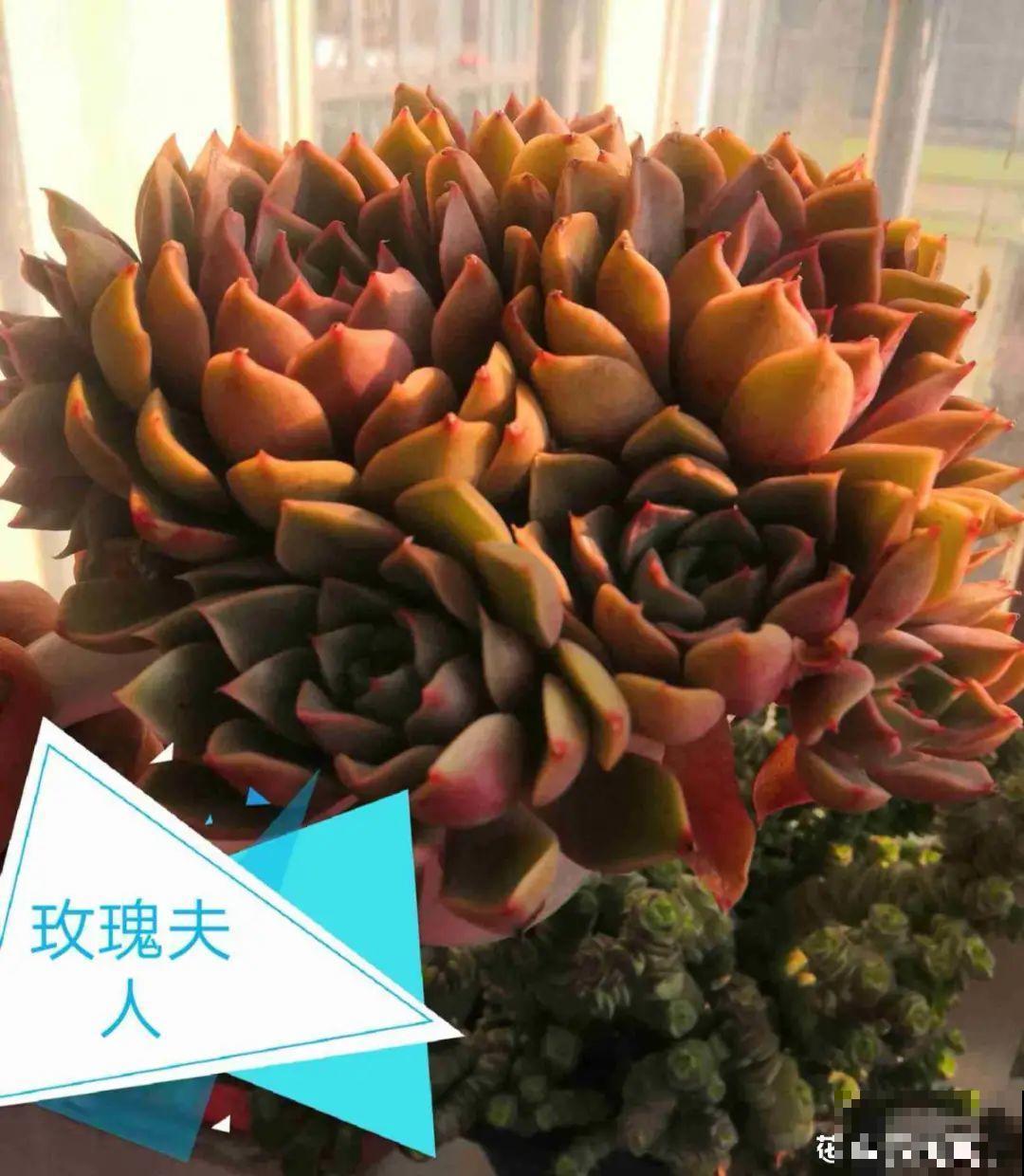 春天的多肉，长成一把大大扇子，看着就是爽