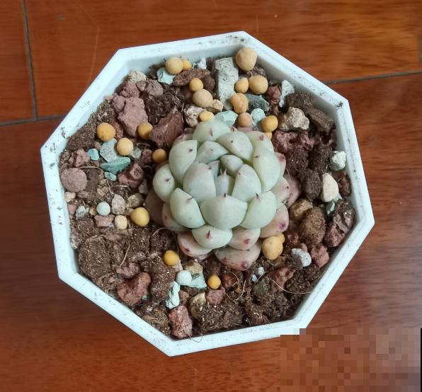 4月是养多肉的黄金期,浇水、施肥···都有窍门,现在知道还不晚 4月是养多肉的黄金期,浇水、施肥···都有窍门,现在知道还不晚