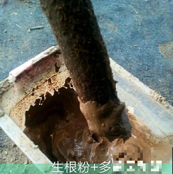 春天的大粗杆子，直接插土里，很快就生根