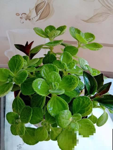 家庭常见花卉养护要点，看完你就都会了（上）