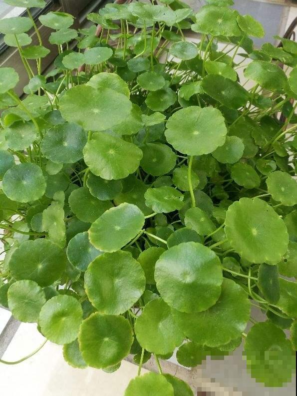 春天给花剃个“平头”，两个月就爆盆，疯长太旺盛