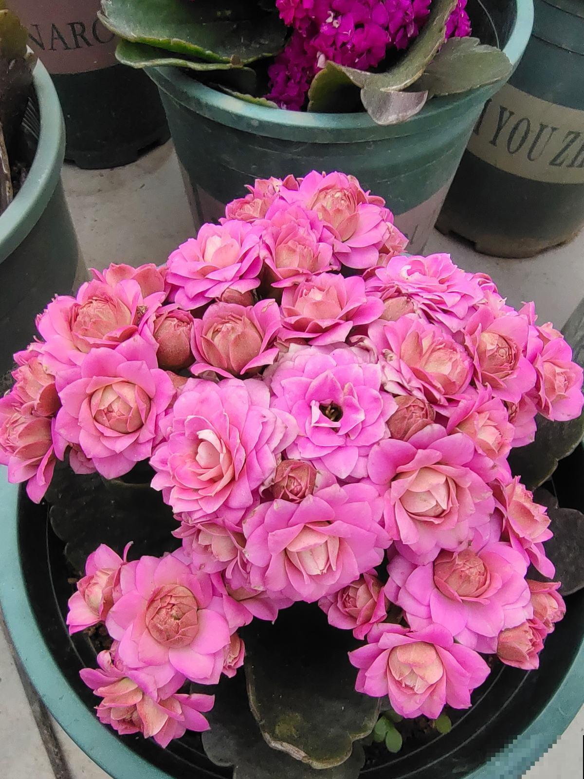 夏天养长寿花，要注意3要点，植物安安稳稳度夏