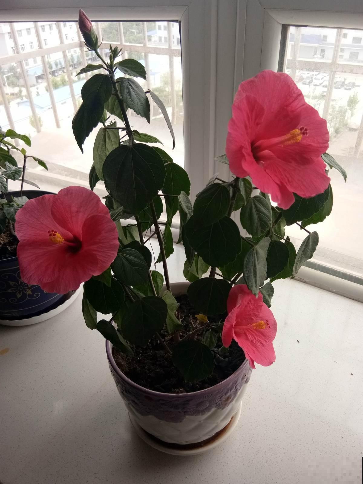 在家里想每天看花,养这5种,花期长,一年四季只顾着开花! 在家里想每天看花,养这5种,花期长,一年四季只顾着开花!