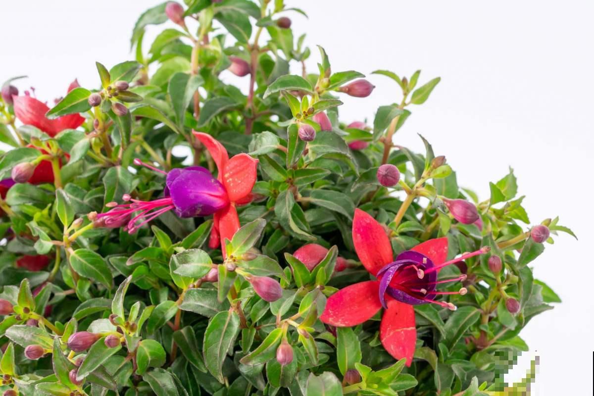 夏天不想让花热死，不如养盆金凤花，耐热颜值高