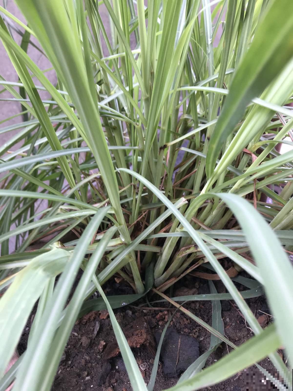 老中医都爱养的花，养在家里好处多，养人养身心