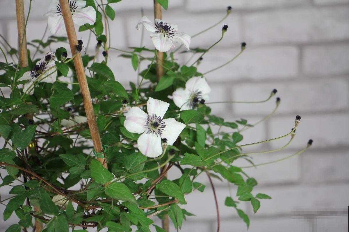 这5种花放阳台，一不小心爬到邻居家去，拦都拦不住！