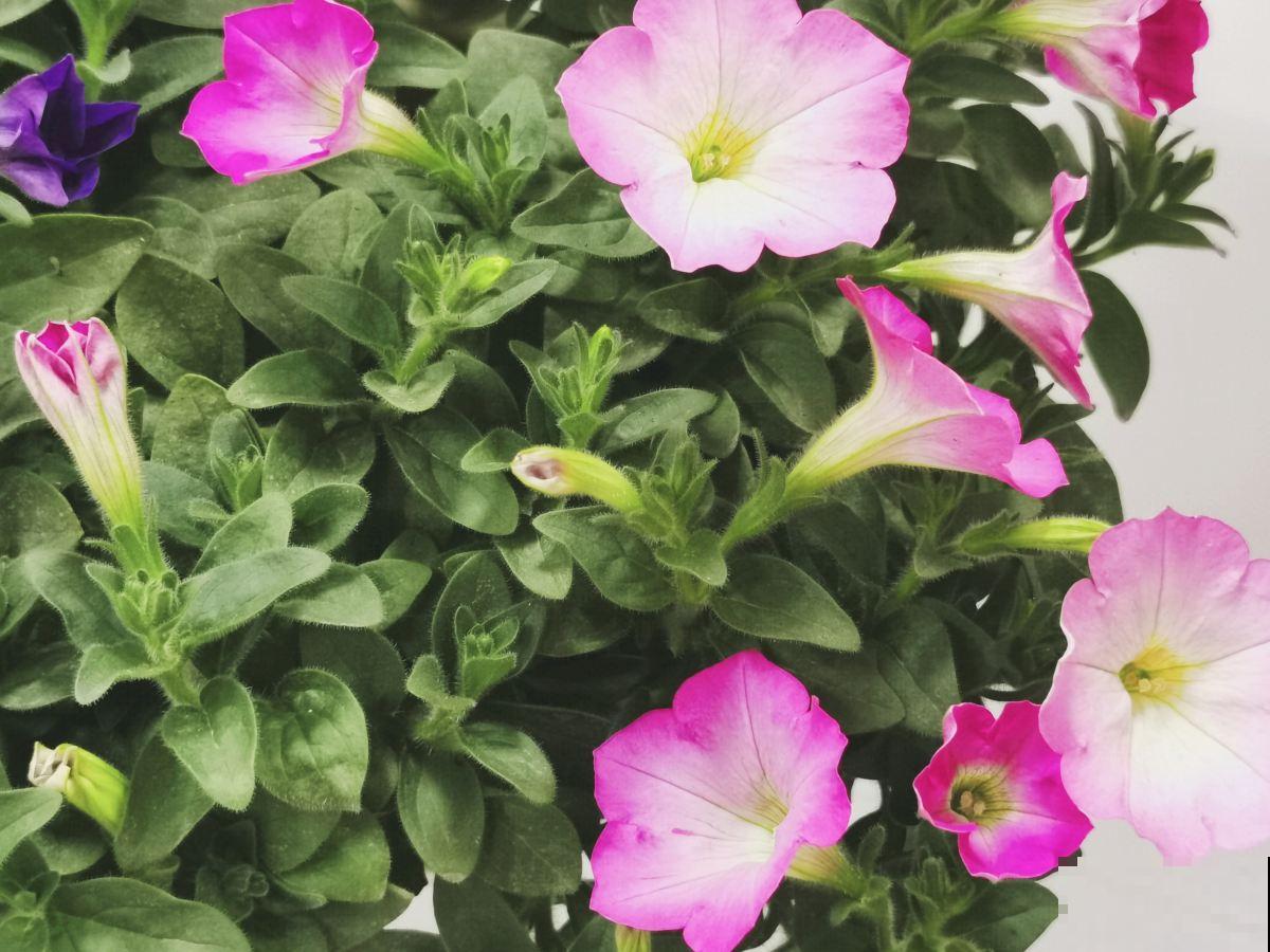 春天给花剃个“平头”，两个月就爆盆，疯长太旺盛