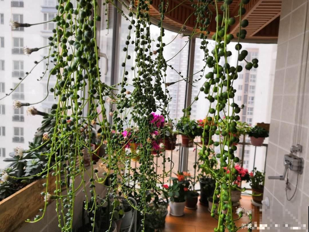 适合养在阳台的4种花，简单打理，轻松长成遮阳帘！