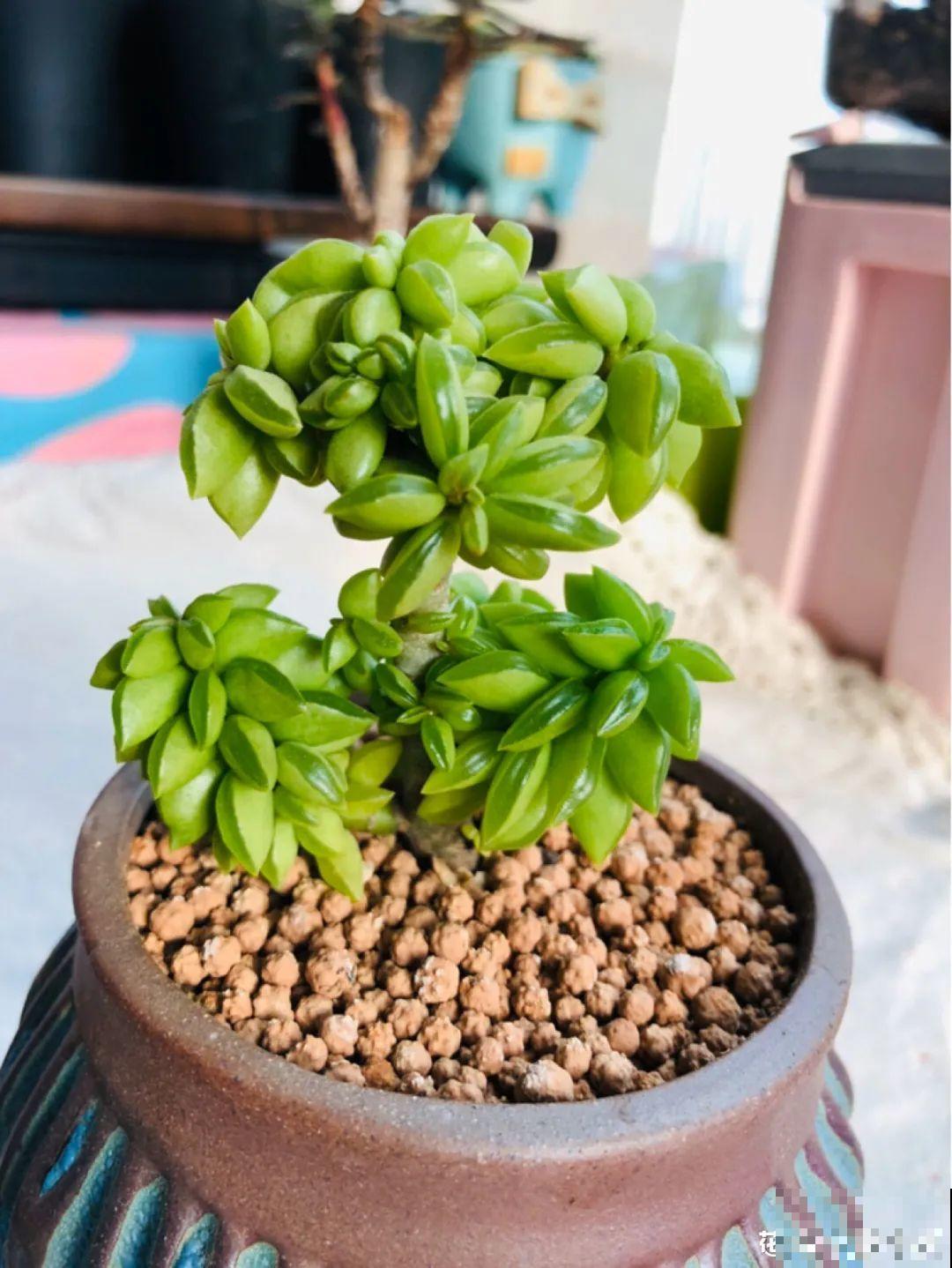 室内养多肉,也能养出水晶果冻色,任谁看到都说好 室内养多肉,也能养出水晶果冻色,任谁看到都说好