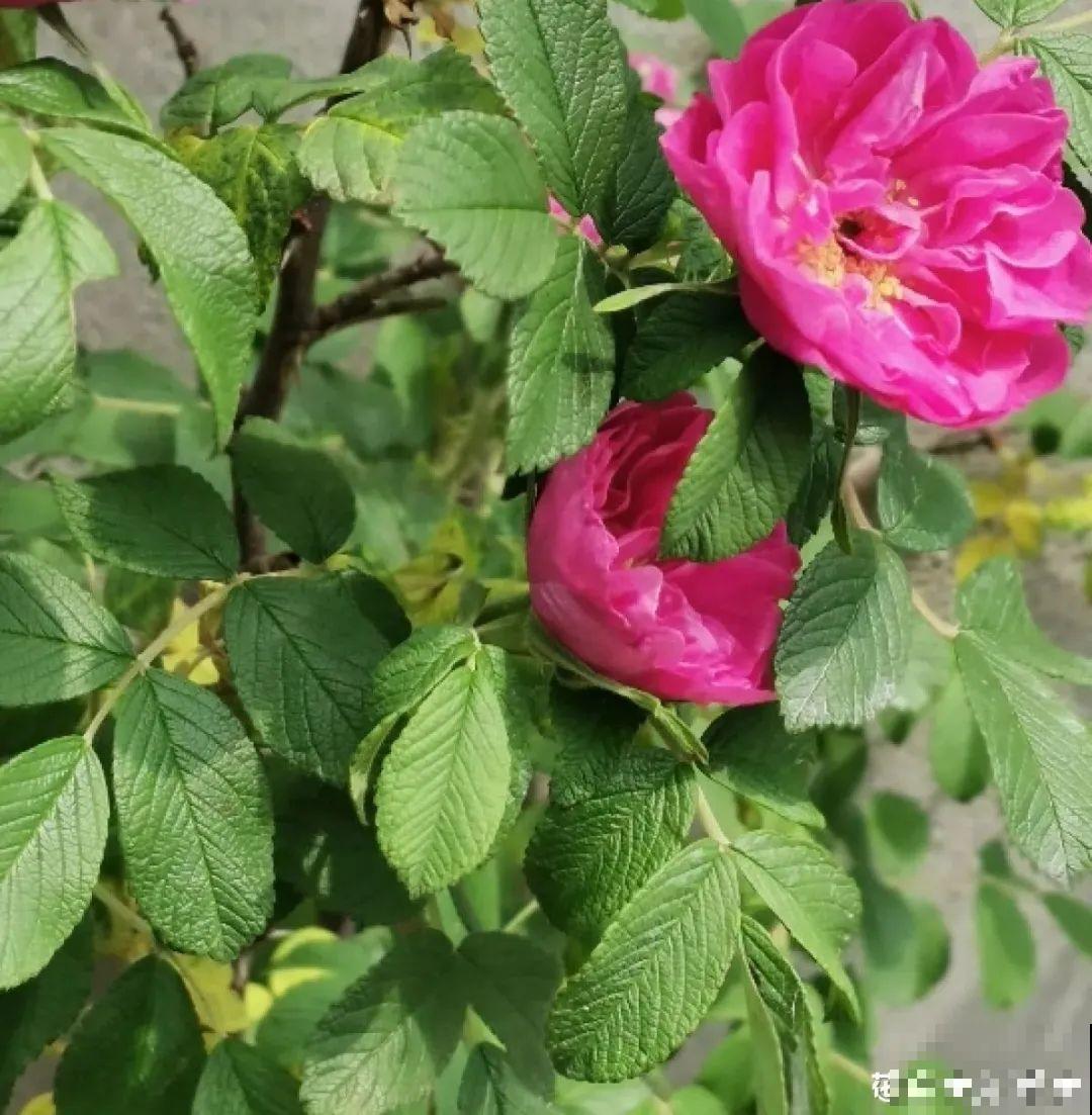 家里养盆香水花,满屋子飘香,还能净化空气 家里养盆香水花,满屋子飘香,还能净化空气