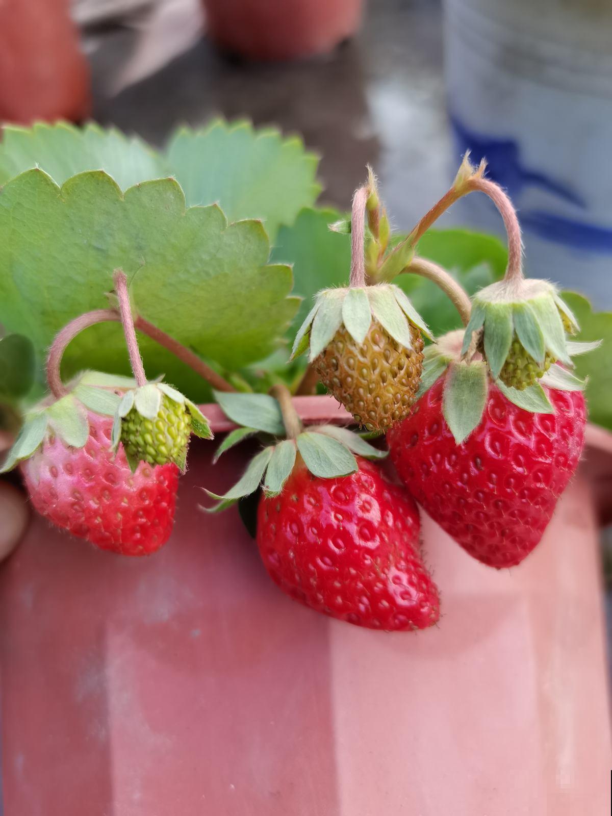 春天在家养盆草莓,初夏就能吃只需一块草莓皮 春天在家养盆草莓,初夏就能吃只需一块草莓皮