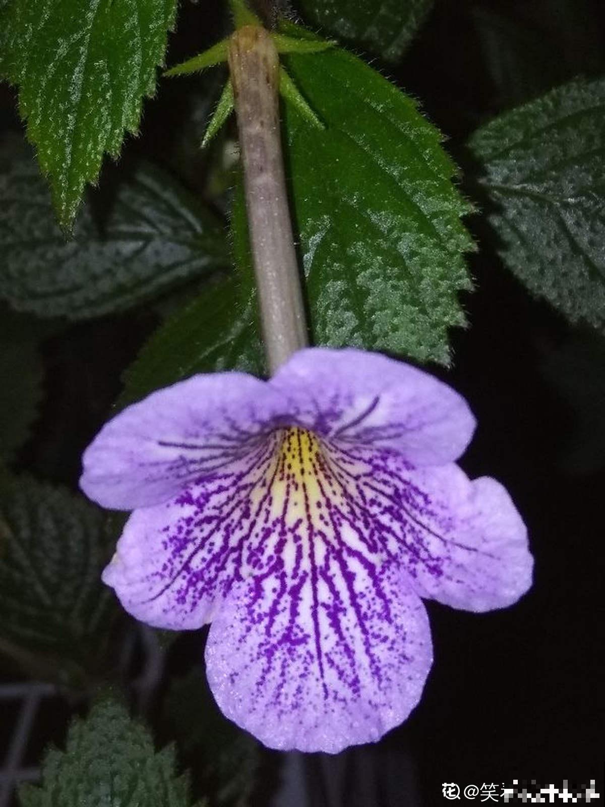 开花像“小喇叭”的植物，特别耐阴，没光也能开爆盆