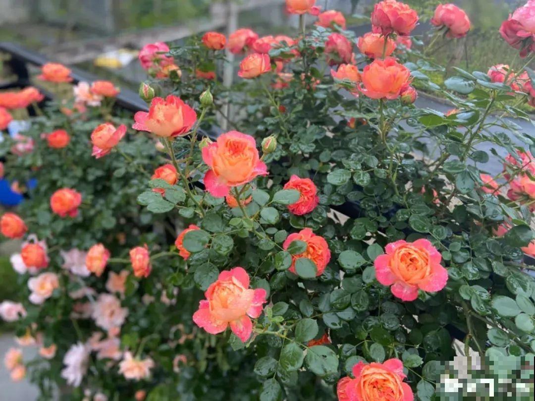 在家养盆“爆花战斗机”，只需要一盆，能开上百天不歇气！