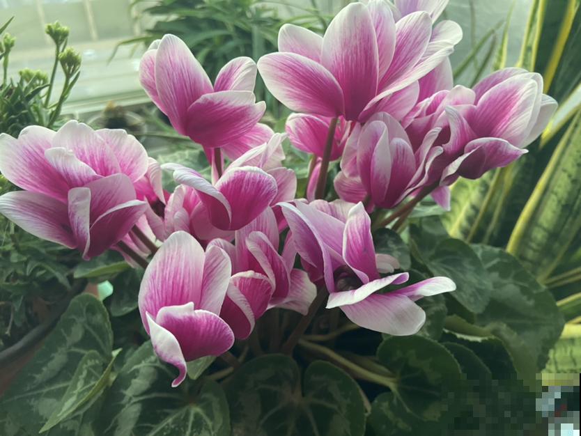 现在去花市买花,看到这3种,赶紧带回家,妥妥的捡漏 现在去花市买花,看到这3种,赶紧带回家,妥妥的捡漏