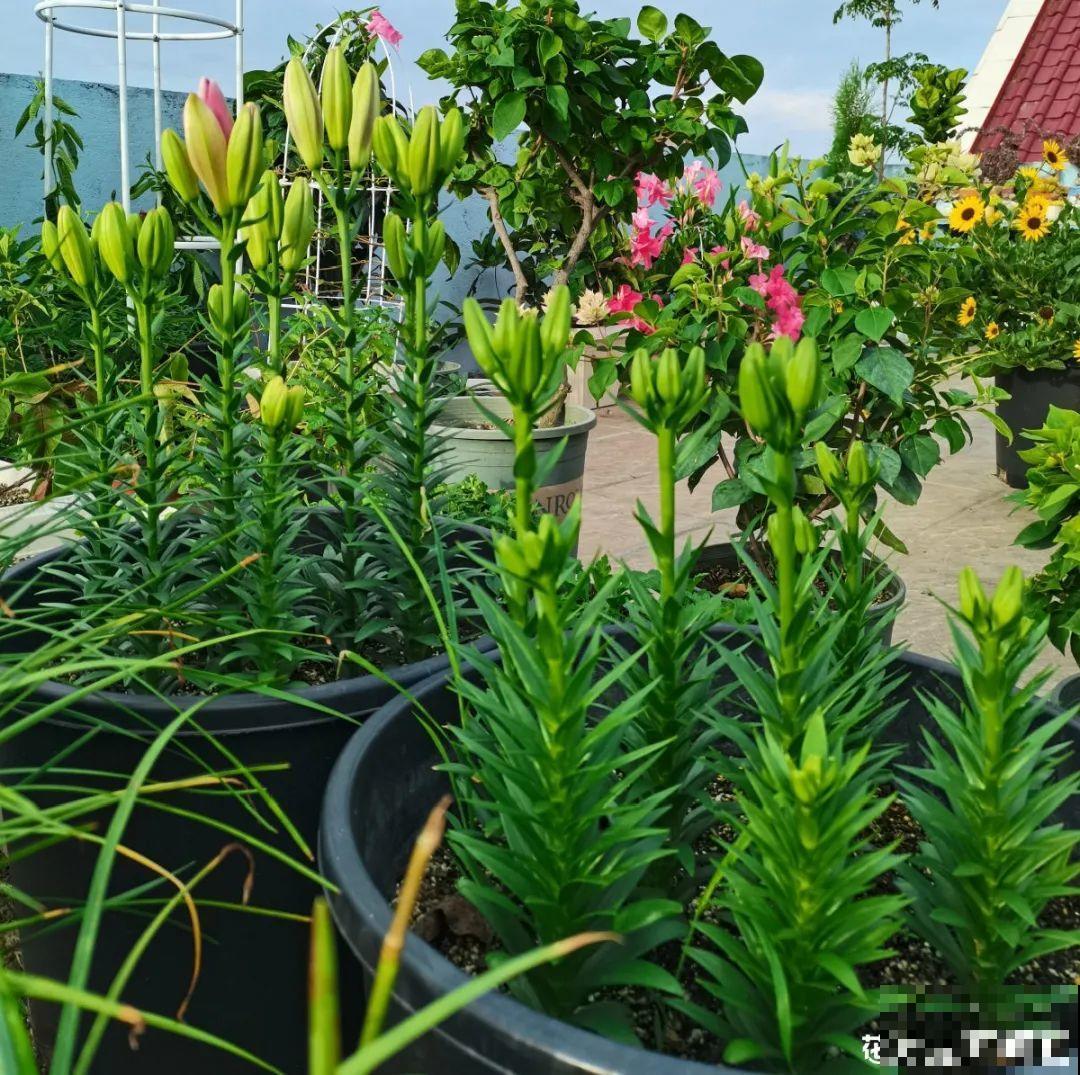 花开完了,别急着扔,好好养还能活几十年 花开完了,别急着扔,好好养还能活几十年