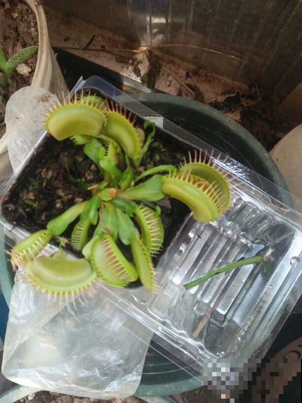 小巧可爱的吃虫草，简单好养，帮你除去蚊虫烦恼！