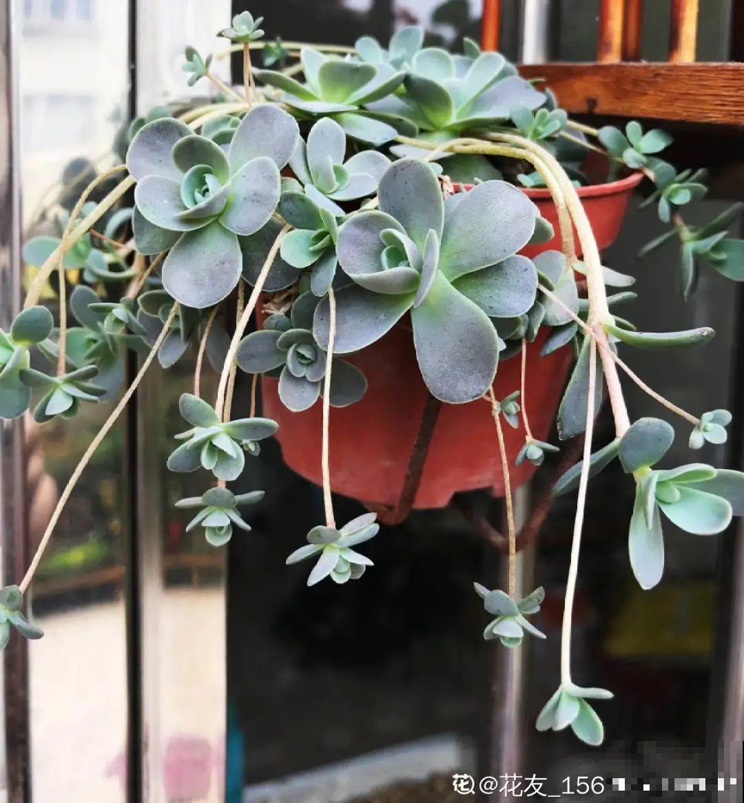 9种多肉，夏天不休眠，浇水还要加把劲儿