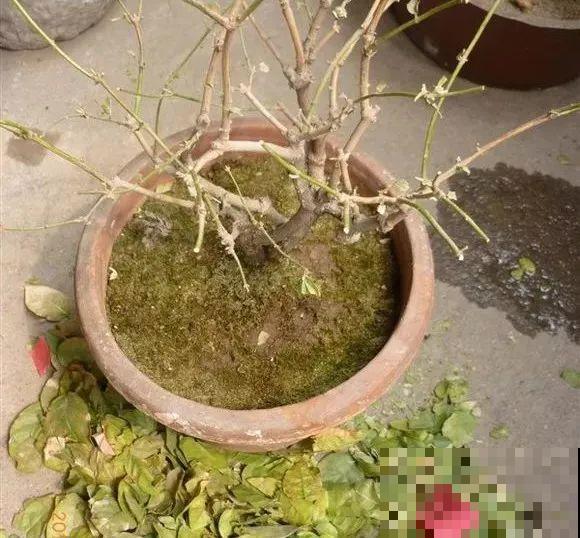 三角梅长不好?赶紧给它摘叶子,摘得越干净,长得越好 三角梅长不好?赶紧给它摘叶子,摘得越干净,长得越好