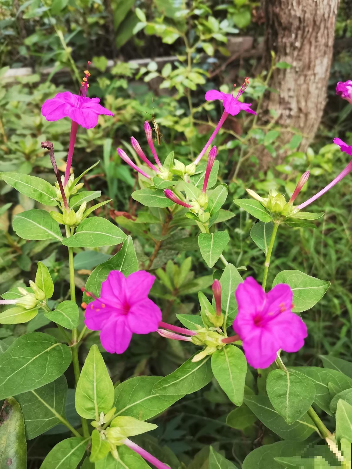 养了一片紫茉莉，种子掉土里长出一大片，年年都开花