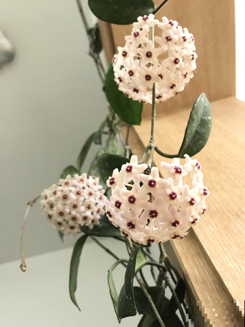 适合打造成花墙的植物，耐阴开花香，一朵一朵呼呼冒花