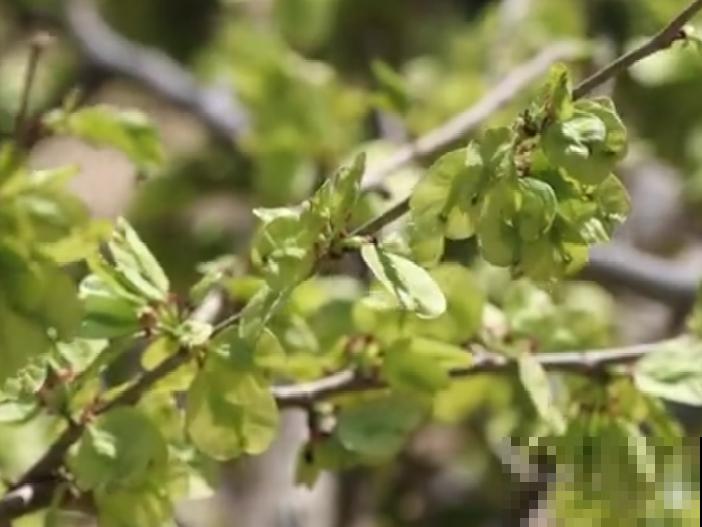 春天的野菜大全,小心辨认,千万别挖错了 春天的野菜大全,小心辨认,千万别挖错了