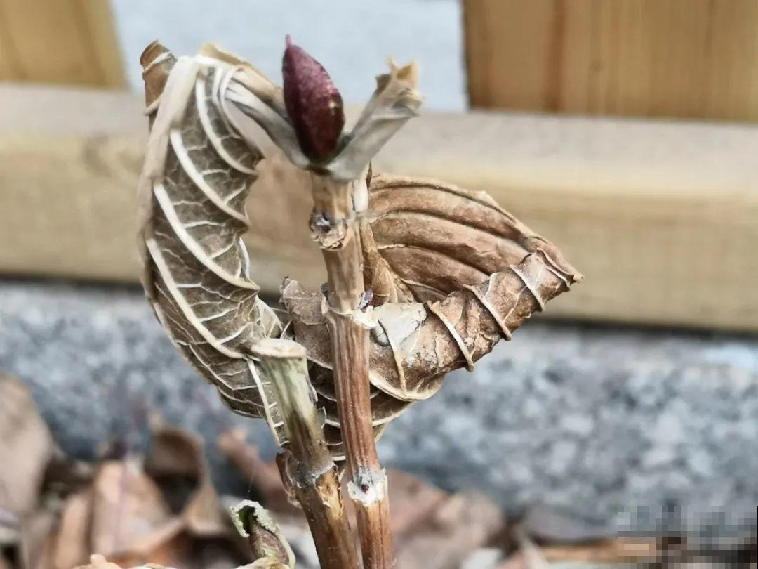 超级“喜水”的花，3天不浇水，就离死不远了