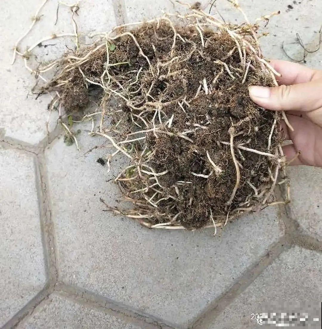 8种花开始慢慢睡醒了， 现在长得正旺，多浇水施肥， 开花更多！