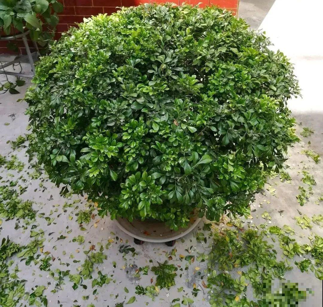 家里养了月季,花后使劲剪,越剪越开花,真省心 家里养了月季,花后使劲剪,越剪越开花,真省心