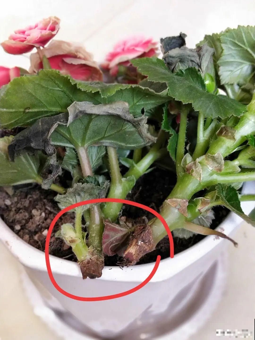 天热了,8种花要休眠,要少浇水 天热了,8种花要休眠,要少浇水