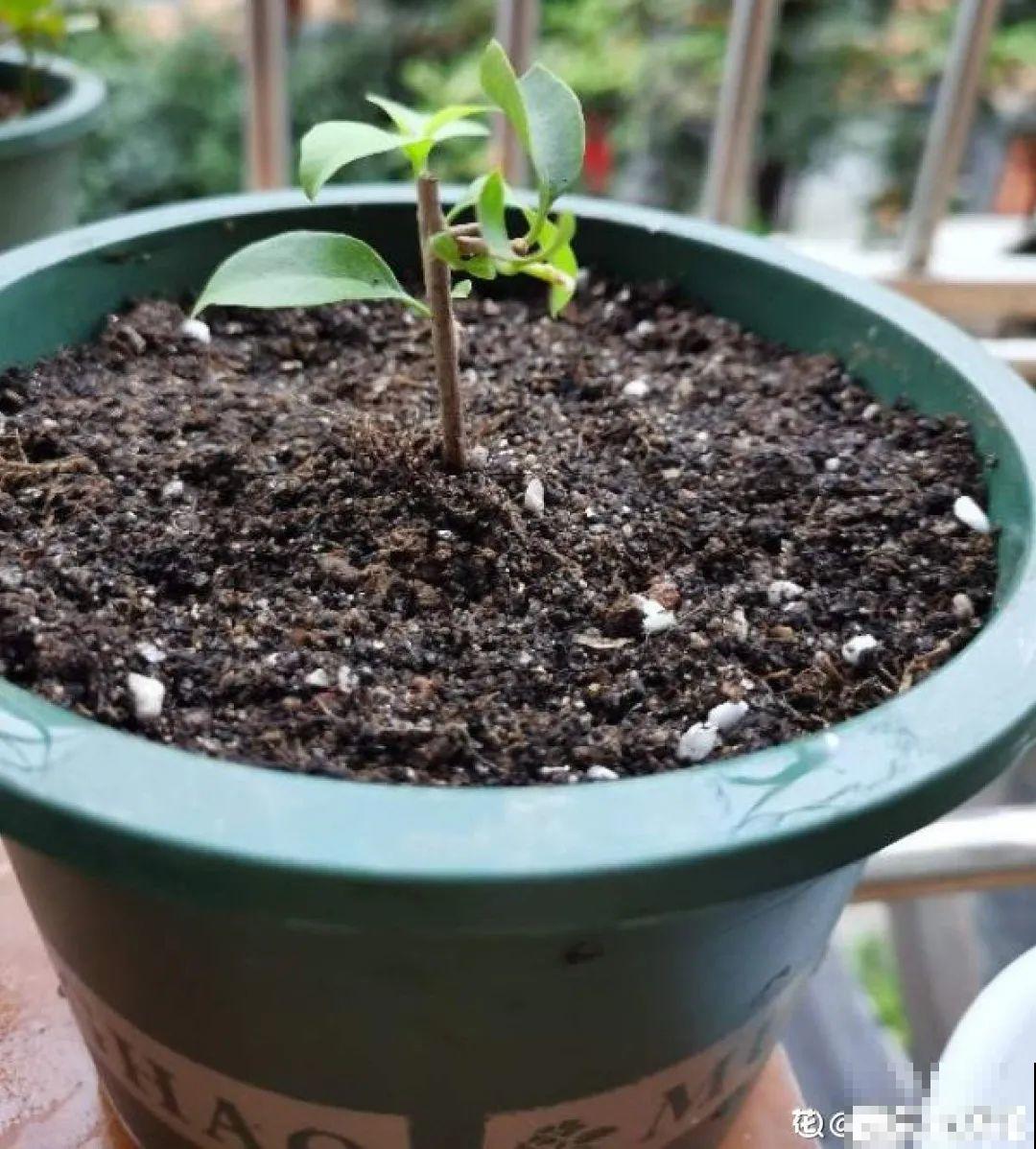 7种情况不能施肥,像毒药一样,浇完花就烧死 7种情况不能施肥,像毒药一样,浇完花就烧死