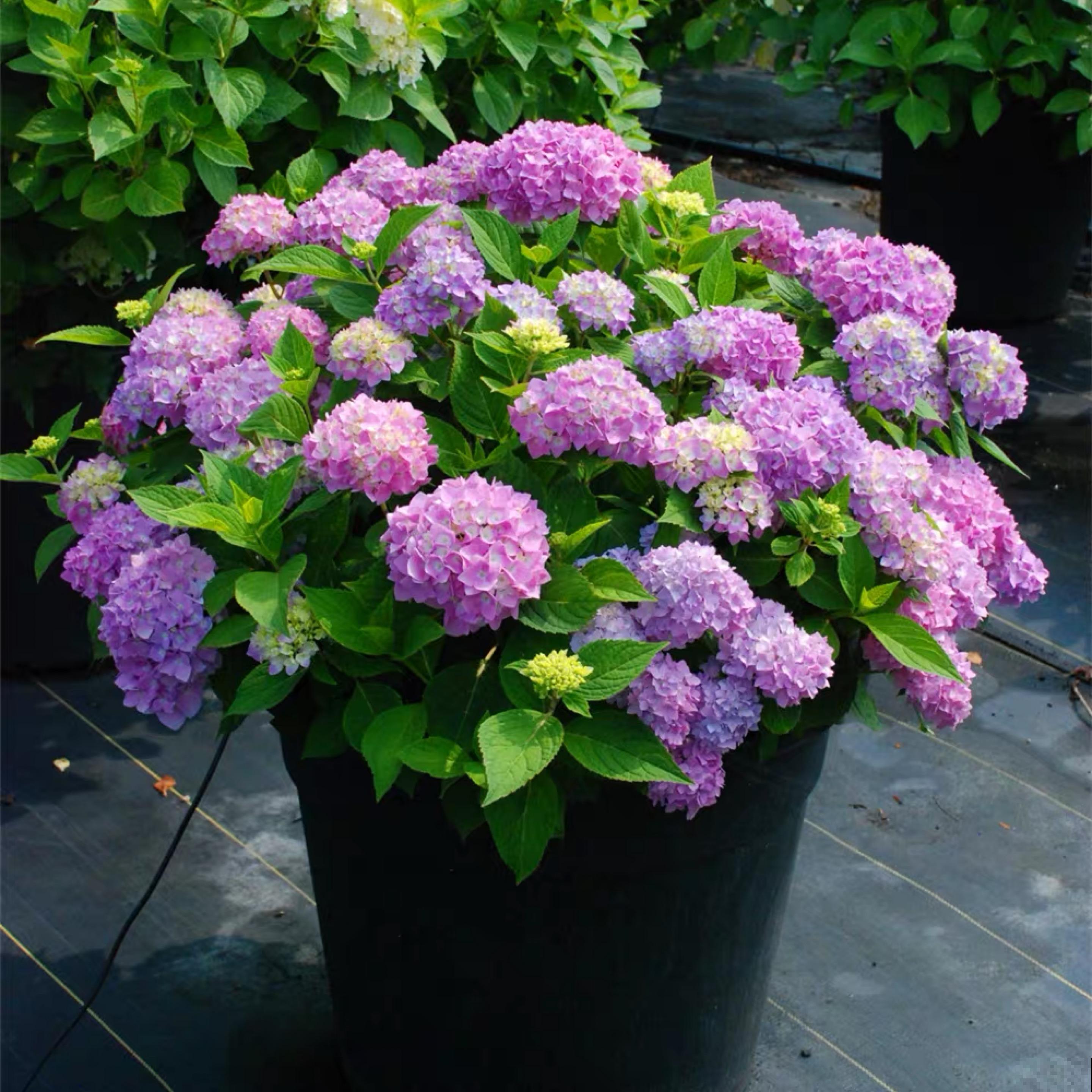 绣球叶子焦边，赶紧浇水，这是缺水信号！