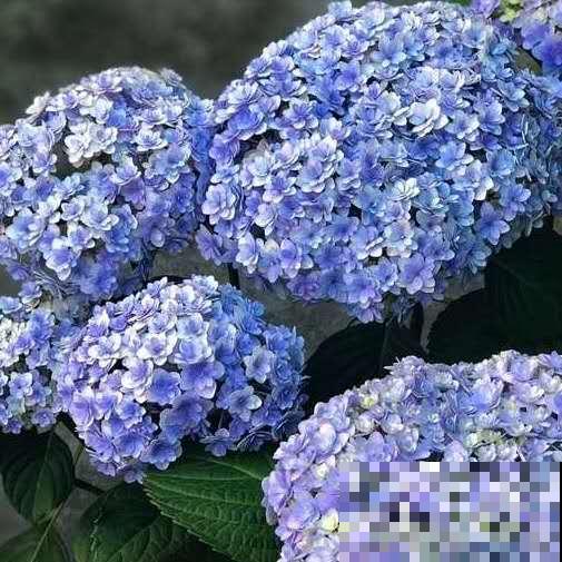 4种花是大水缸，一天不浇水，马上蔫给你看